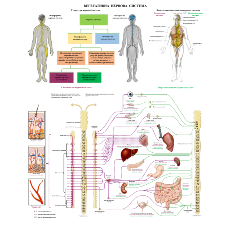 Анатомічний плакат Вегетативна нервова система людини 86*67 см Деталізовані анатомічні плакати