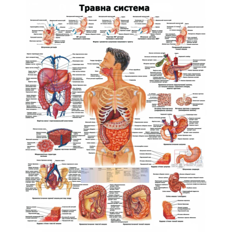 Анатомічний навчальний плакат Травна система 50х64.5 см.