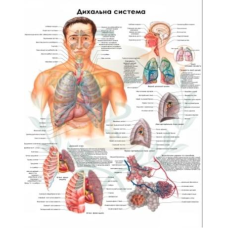 Анатомічний плакат Дихальна система 50х64.5 см