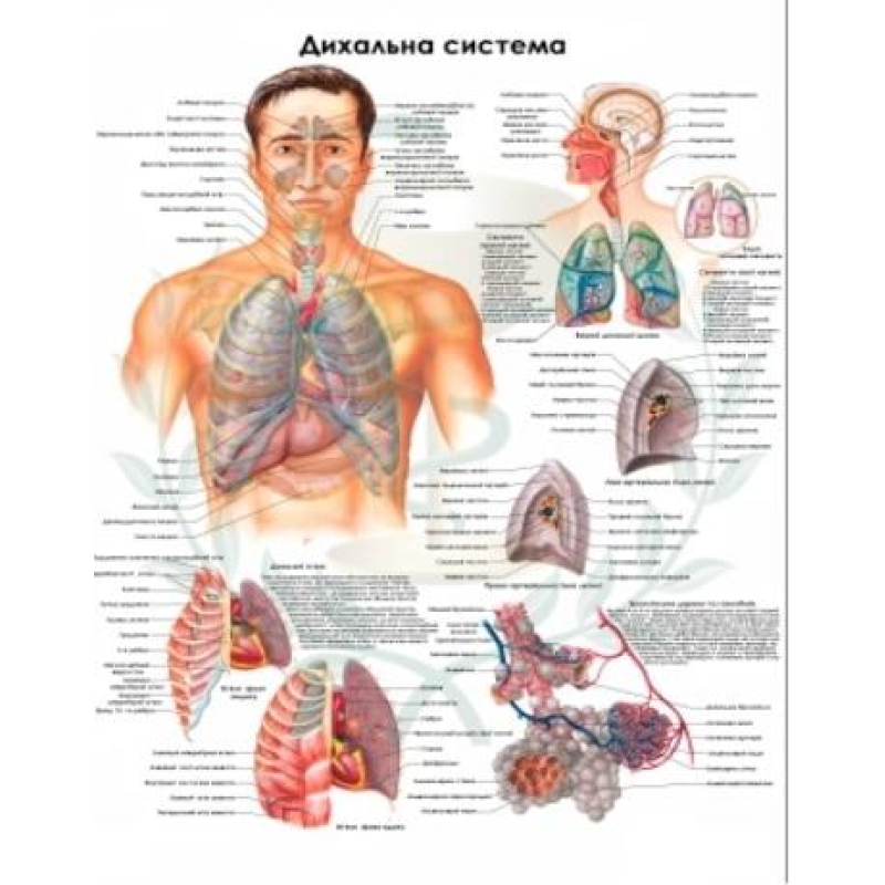 Анатомічний плакат Дихальна система 50х64.5 см