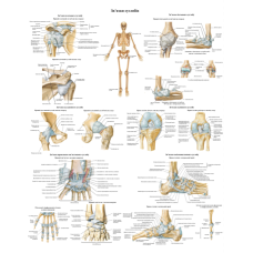Анатомічний плакат Зв“язки та суглоби 50*64.5 см