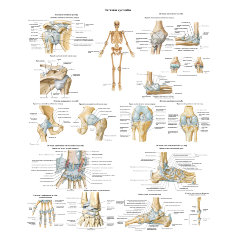 Анатомічний плакат Зв“язки та суглоби 50*64.5 см