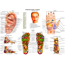 Рефлекторні зони стоп, рук та вух 67*50 см