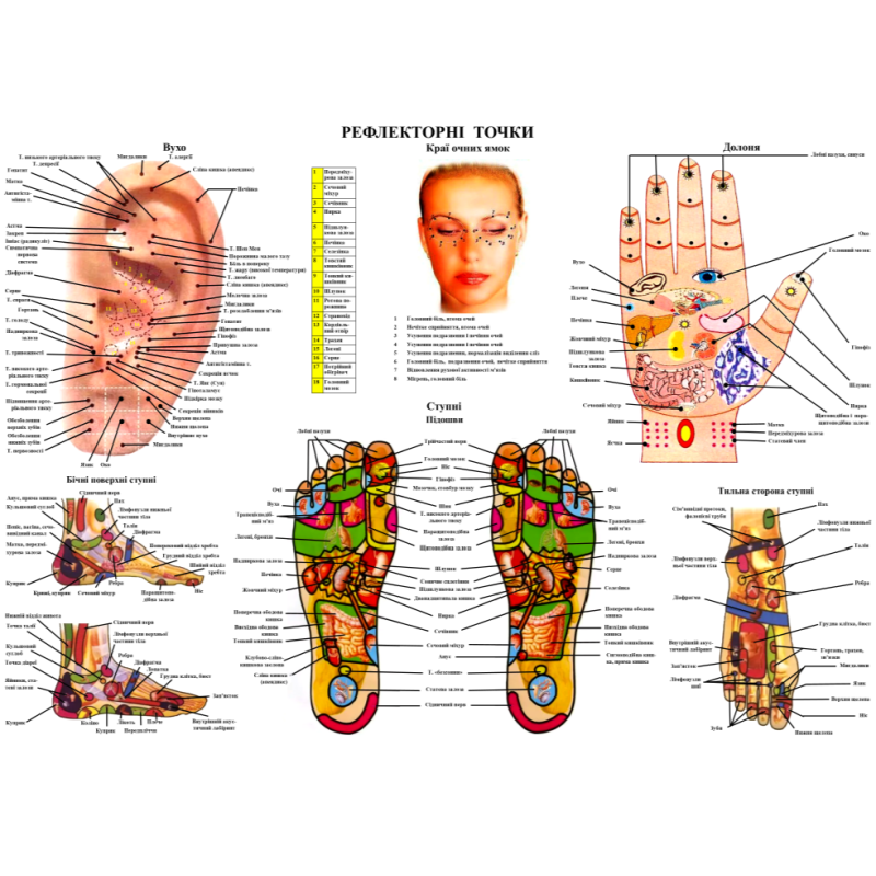 Рефлекторні зони стоп, рук та вух 67*50 см