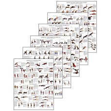 Вправи для м“язів усіх частин тіла 50*64.6 см Комплект з 6 штук