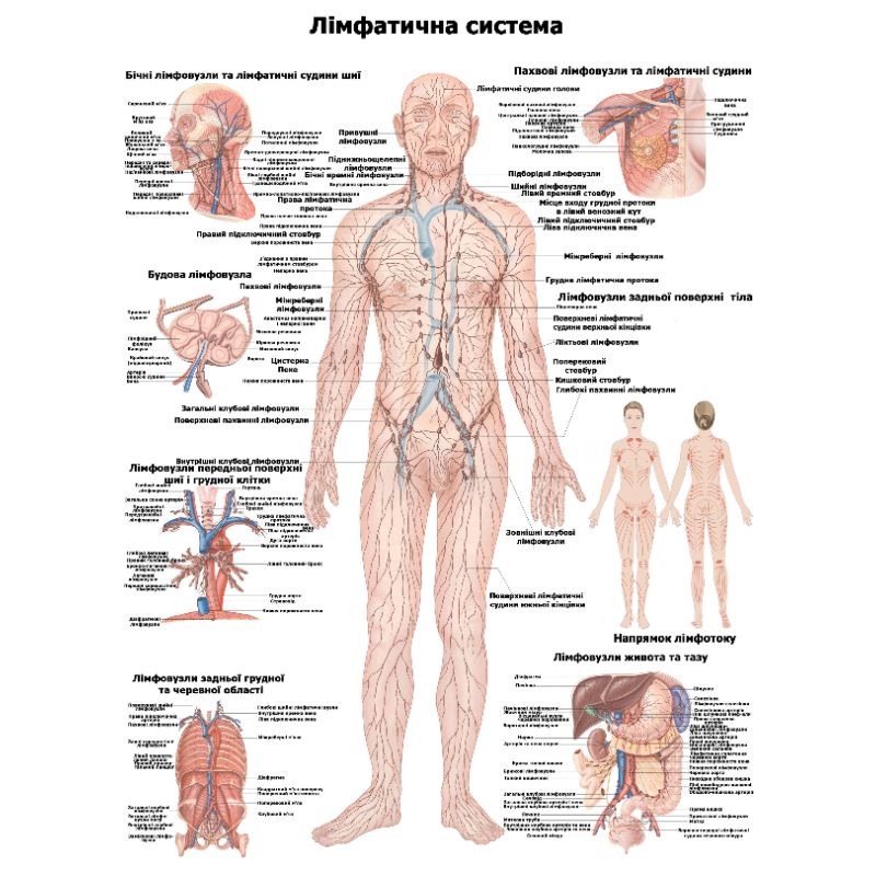 Анатомічний  плакат Лімфатична система 42×52 см.