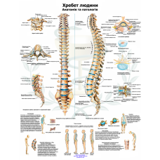 Анатомічний плакат Хребет 67x86 см Навчальний анатомічний плакат Плакат із хребтом людини