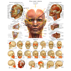 Анатомічний плакат М“язи обличчя і голови Плакати для косметолога 86×67см
