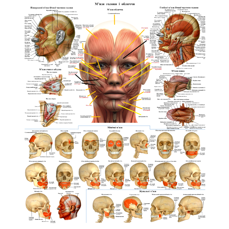 Анатомічний плакат М“язи обличчя і голови Плакати для косметолога 86×67см
