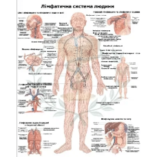 Анатомічний плакат Лімфатична система 86×67 см Навчальний плакат із лімфатичною системою людини