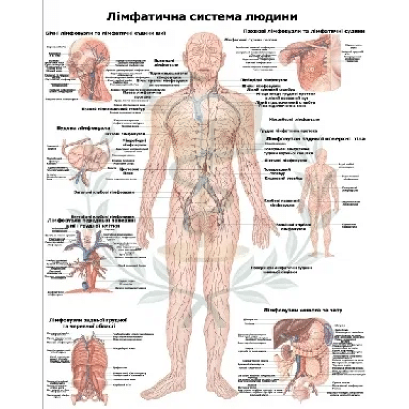 Анатомічний плакат Лімфатична система 86×67 см Навчальний плакат із лімфатичною системою людини