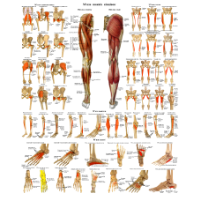 Анатомічний плакат М“язи ніг  50×64.5см