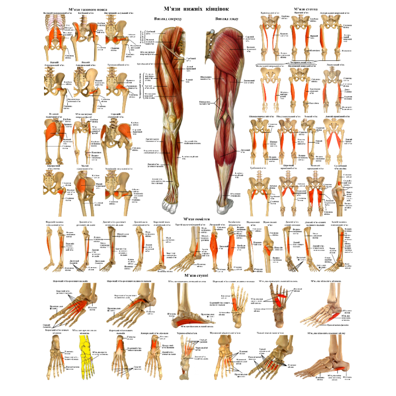 Анатомічний плакат М“язи ніг  50×64.5см