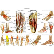 Анатомічний плакат М“язи стопи Плакати для подолога  52×67см