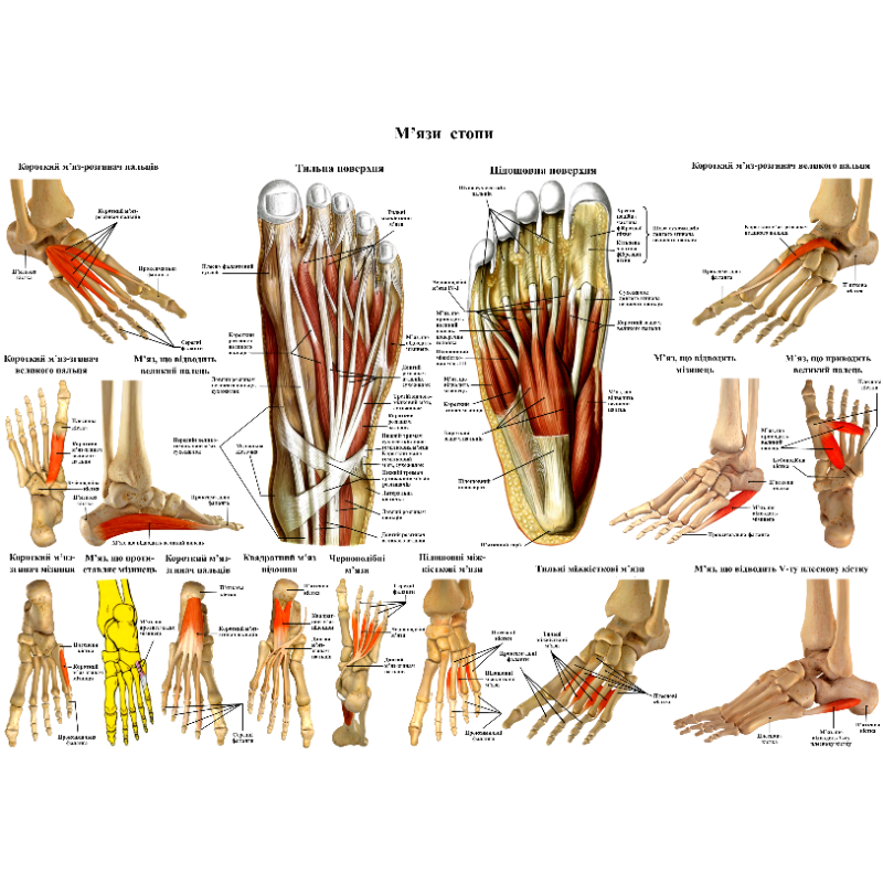 Анатомічний плакат М“язи стопи Плакати для подолога  52×67см