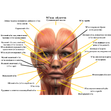 Анатомічний плакат М“язи обличчя з описом емоцій 50х67 см. Плакат для навчальних центрів Плакат із м“язами обличчя людини