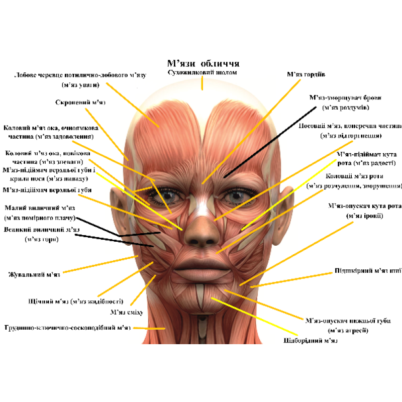 Анатомічний плакат М“язи обличчя з описом емоцій 50х67 см. Плакат для навчальних центрів Плакат із м“язами обличчя людини Анатомічний плакат М“язи обличчя з описом емоцій 50х67 см. Плакат для навчальних центрів Плакат із м“язами обличчя людини