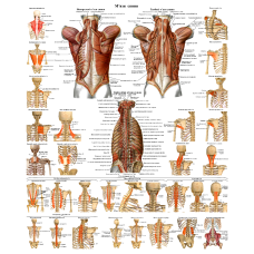 Анатомічний плакат М“язи спини 50*64.5см  Анатомічний навчальний плакат М“язи спини людини