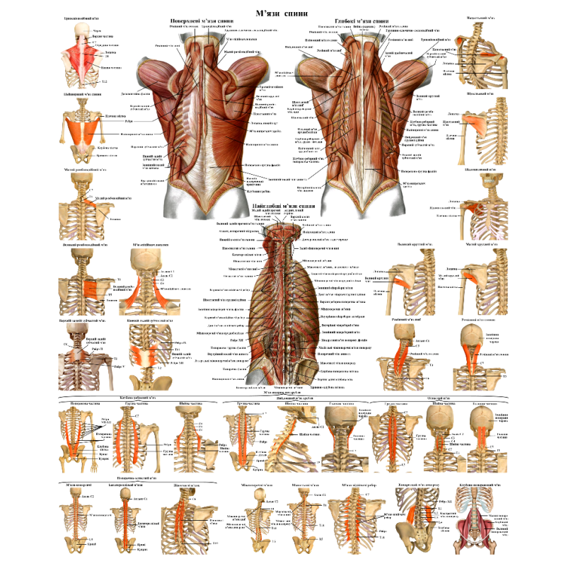 Анатомічний плакат М“язи спини 50*64.5см Анатомічний навчальний плакат М“язи спини людини Анатомічний плакат М“язи спини 50*64.5см Анатомічний навчальний плакат М“язи спини людини
