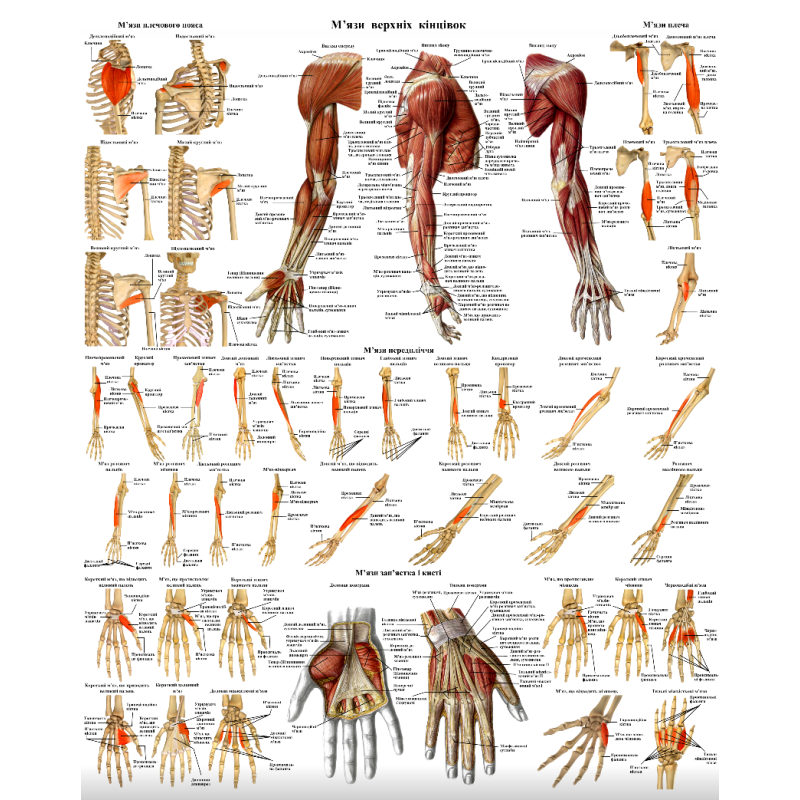 Анатомічний плакат м“язів верхніх кінцівок50*64.5смПлакат для масажного кабінету Медичний плакат