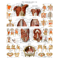 Анатомічний плакат м“язів грудної клітки та живота 67*86см Плакат для масажного кабінету Медичний плакат