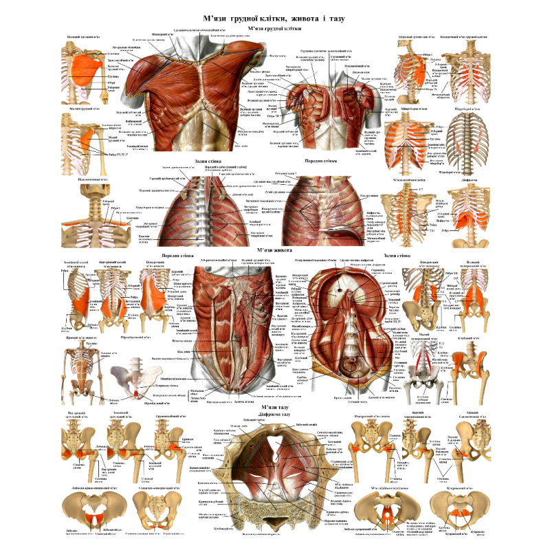 Анатомічний плакат м“язів грудної клітки та живота 67*86см Плакат для масажного кабінету Медичний плакат