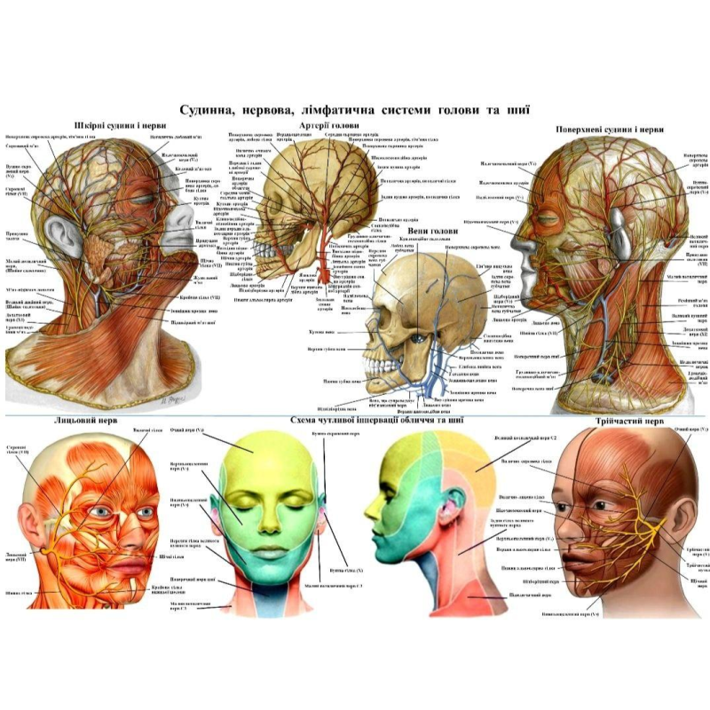 Анатомічний плакат Судини лімфовузли та нерви обличчя 52х67 см Плакат з анатомії Освітній плакат з анатомії
