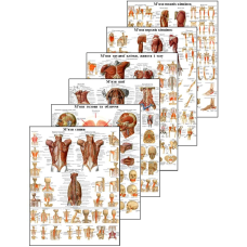 Комплект анатомічних плакатів 6 шт 67х86 см Плакати з анатомії людини Плакати для студентів медиків