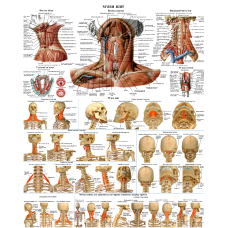 Анатомічний плакат М“язи шиї 67х86 см Плакат навчальний Плакат із м“язами шиї людини Плакат анатомічний