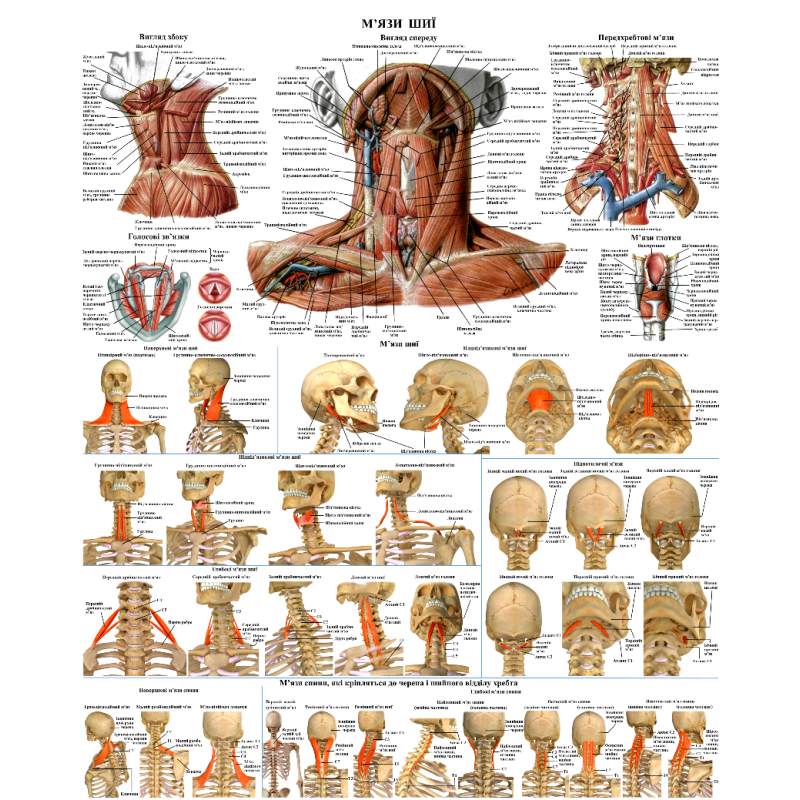 Анатомічний плакат М“язи шиї 67х86 см Плакат навчальний Плакат із м“язами шиї людини Плакат анатомічний Анатомічний плакат М“язи шиї 67х86 см Плакат навчальний Плакат із м“язами шиї людини Плакат анатомічний