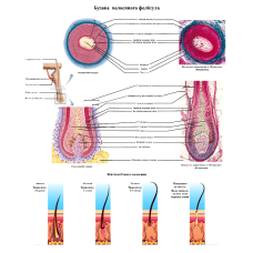 Анатомічний плакат Будова волосяного фолікула 52х67 см Освітні плакати з анатомії