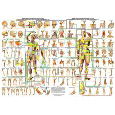 Плакат Повна карта тригерних пунктів (точок) з областями відображеного болю 119*86 см Плакат