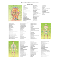 Плакат діагностичної проекції зон внутрішніх органів по Огулову Плакат для вісцеральних терапевтів 86×67см.