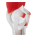 Анатомічна модель PHY-KJ-2 Колінний суглоб із м“язами та зв“язками Модель колінного суглоба