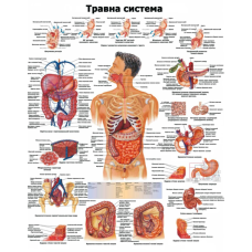 Анатомічний плакат Травна система 67х86 см Плакат із травною системою людини