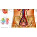 Анатомічний плакат Сечовидільна система 50*64.5см