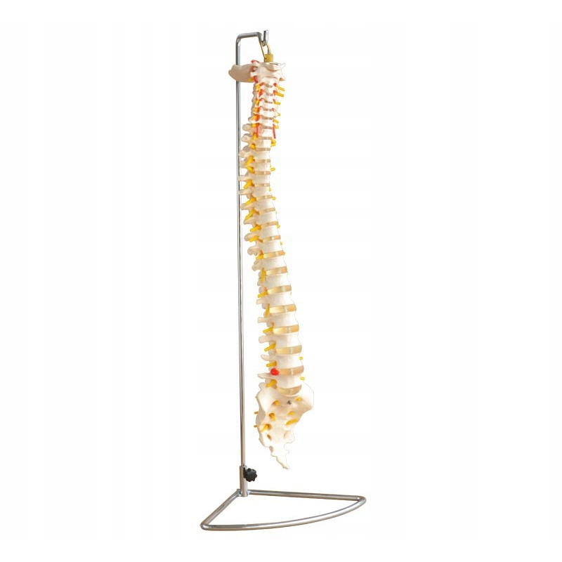Анатомічна модель Хребет із тазом 74 см Анатомічна модель із гнучким хребтом Модель чоловічого тазу Анатомічна модель Хребет із тазом 74 см Анатомічна модель із гнучким хребтом Модель чоловічого тазу