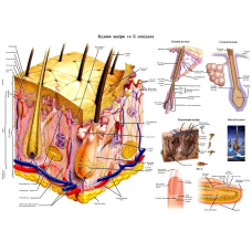 Анатомічний плакат - Будова  шкіри і її похідних  67x 52 см