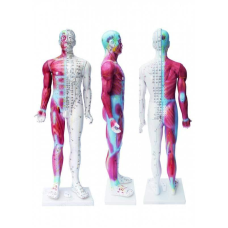 Модель людини для навчання акупунктурі