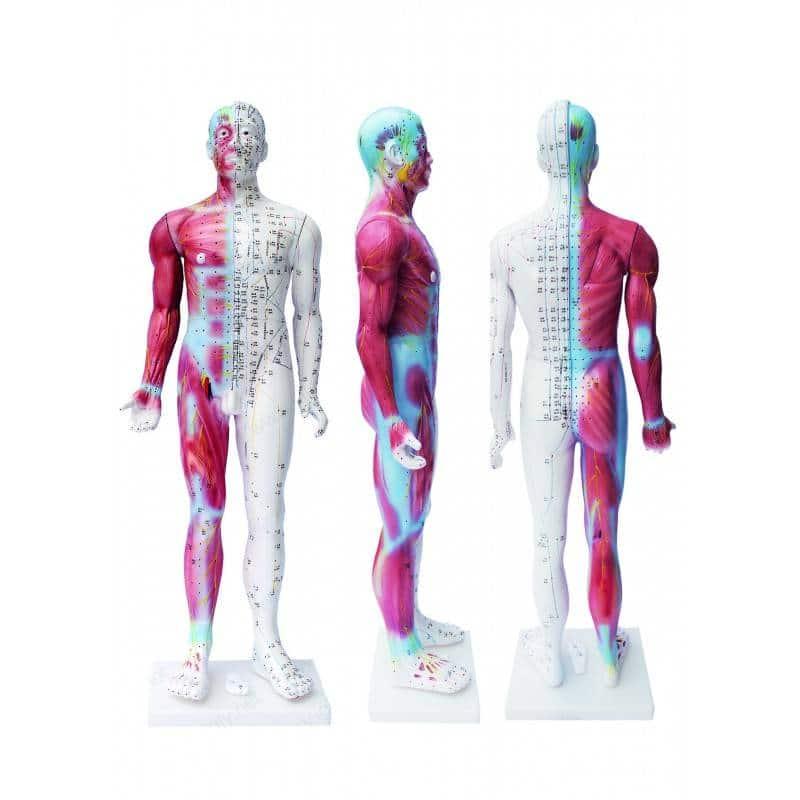 Модель людини для навчання акупунктурі Модель людини для навчання акупунктурі