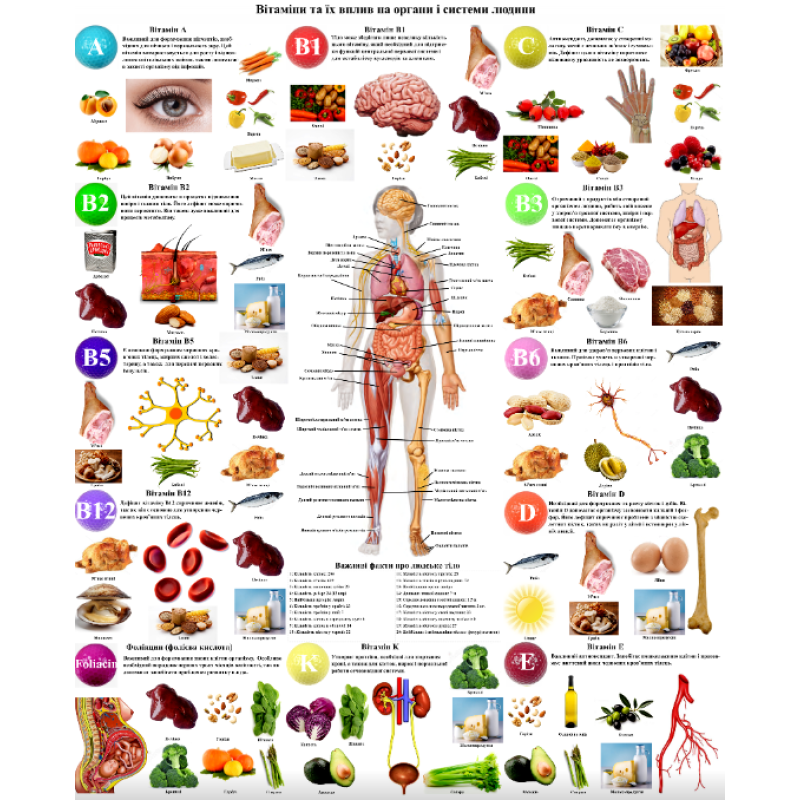 Плакат “Вітаміни та їх вплив на органи та системи людини“ 86×67см Демонстраційний плакат вітамінів