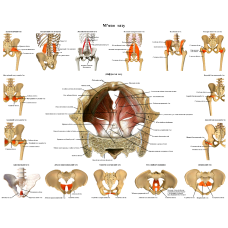 Анатомічний плакат М“язи таза 52х67 см Плакат анатомічний Плакат медичний