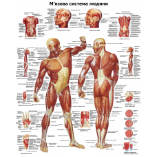 Анатомический плакат Мышечная системы 67*86см Плакат анатомический для массажного кабинета Медицинский плакат