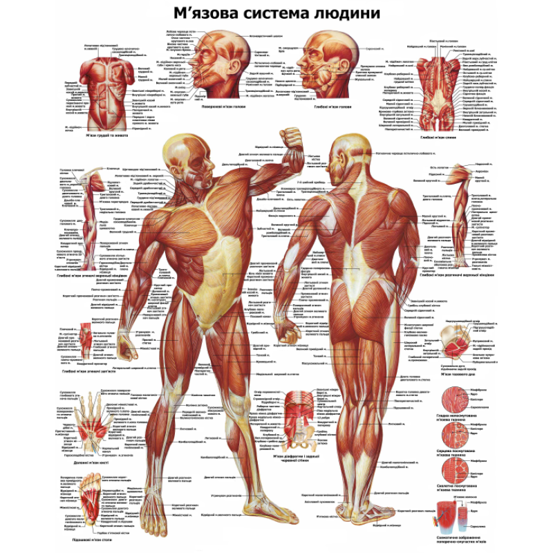 Анатомический плакат Мышечная системы 67*86см Плакат анатомический для массажного кабинета Медицинский плакат