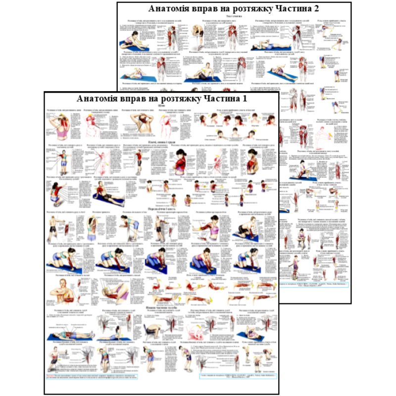 Анатомічний комплект плакатів для  стретчінга м“язів 50*64.5см. Плакат анатомії та розтягування м“язів