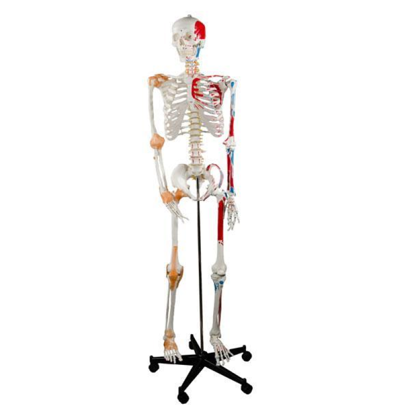 Анатомічна модель Скелет із маркерами м“язів і суглобовими зв“язками 180см Анатомічна модель скелета людини