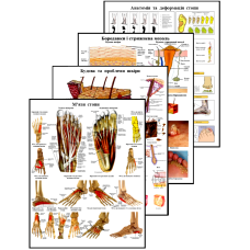 Плакати для подолога 4 шт 50 х 64.5 см Інформативні плакати для кабінету подолога Деталізовані медичні плакати