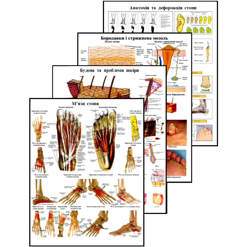 Плакати для подолога 4 шт 50 х 64.5 см Інформативні плакати для кабінету подолога Деталізовані медичні плакати