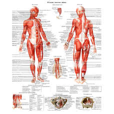 Анатомічний плакат М“язова система жінки 86×67см