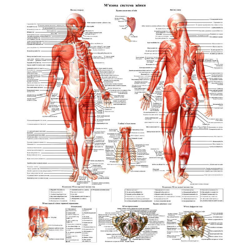 Анатомічний плакат М“язова система жінки 86×67см
